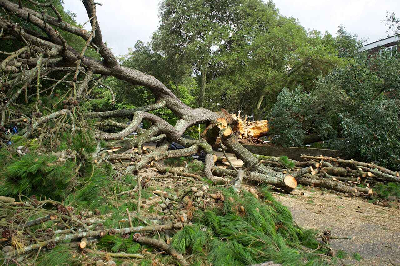 Tree Root Removal